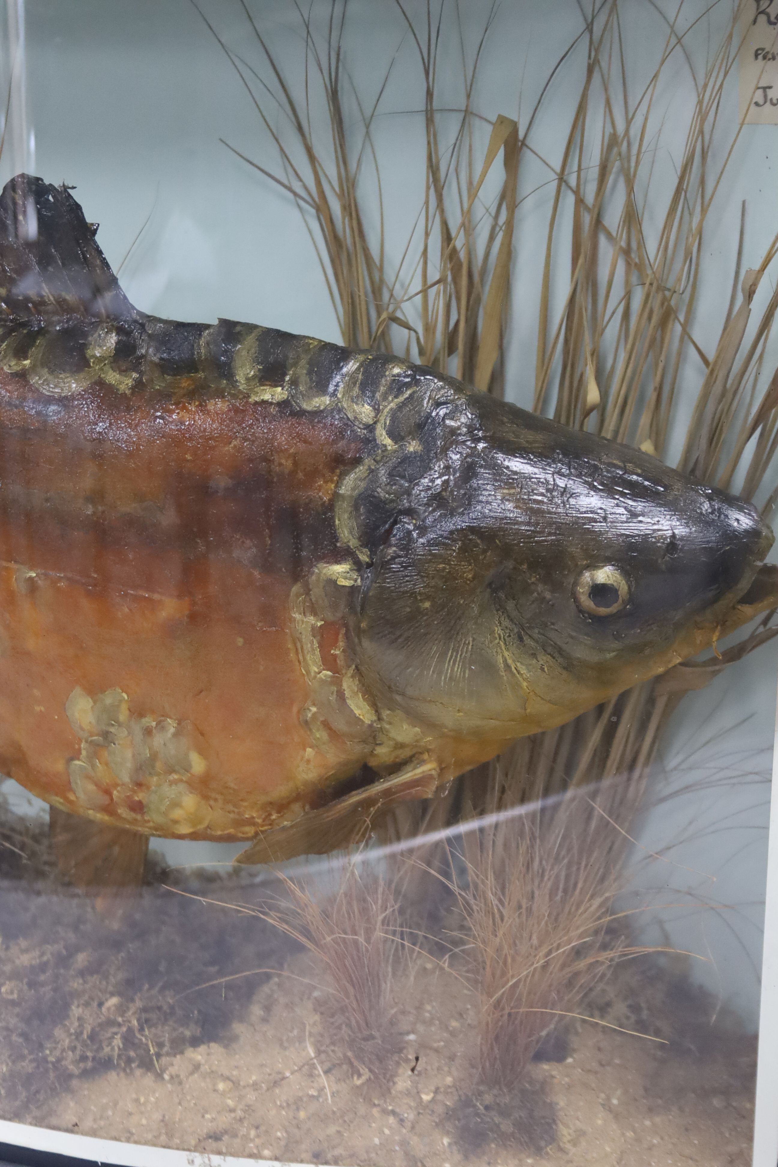 Two cased taxidermic fish, carp 10lbs 2oz, and another, 69cm and 76cm